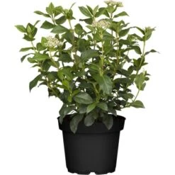 OBI Lorbeer-Schneeball Rosa Höhe Ca. 80 - 100 Cm Topf Ca. 30 L Viburnum Tinus