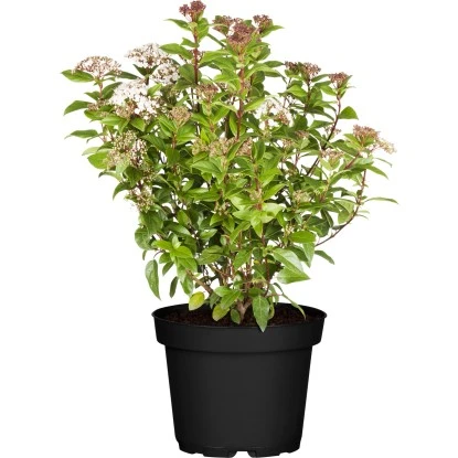 OBI Lorbeer-Schneeball "Eve Price" Weiß Höhe Ca. 50 - 60 Cm Topf Ca. 9 L 1 OBI Lorbeer-Schneeball "Eve Price" Weiß Höhe Ca. 50 - 60 Cm Topf Ca. 9 L