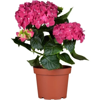 Bauernhortensie "Pink Pop" Rosa Höhe Ca. 50 - 60 Cm Topf Ca. 5 L Hydrangea 1 Bauernhortensie "Pink Pop" Rosa Höhe Ca. 50 - 60 Cm Topf Ca. 5 L Hydrangea