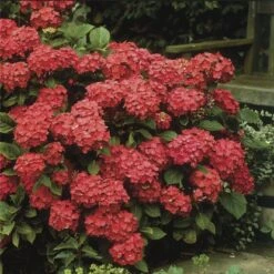 Tellerhortensie "Black Diamonds" Rot Höhe Ca. 50 - 60 Cm Topf Ca. 5 L Hydrangea