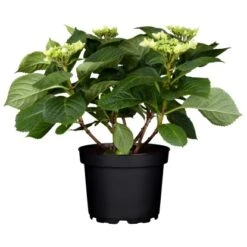 OBI Bauernhortensie "Tiffany" Blau Höhe Ca. 50 - 60 Cm Topf Ca. 5 L Hydrangea