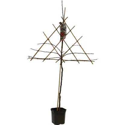 GROW By OBI Apfel Am Spalier Höhe Ca. 160-180 Cm Topf Ca. 7,5 L Malus Domestica 1 GROW By OBI Apfel Am Spalier Höhe Ca. 160-180 Cm Topf Ca. 7,5 L Malus Domestica