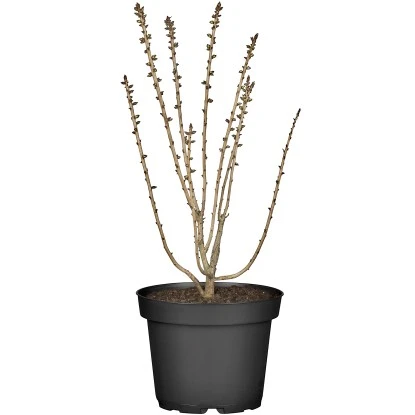 Märzenseidelbast "Rubra" Rot Höhe Ca. 40 - 50 Cm Topf Ca. 5 L Daphne 1 Märzenseidelbast "Rubra" Rot Höhe Ca. 40 - 50 Cm Topf Ca. 5 L Daphne