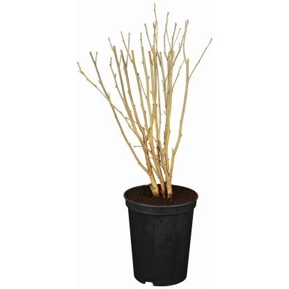 OBI Roseneibisch Rot Höhe Ca. 30 - 40 Cm Topf Ca. 3 L Hibiscus 1 OBI Roseneibisch Rot Höhe Ca. 30 - 40 Cm Topf Ca. 3 L Hibiscus