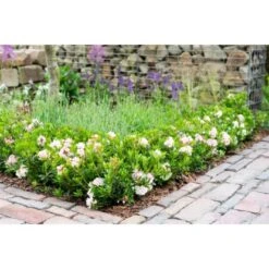 Rhododendron "Bloombux®" Rosa Höhe Ca. 5 - 10 Cm Topf Ca. 2 L Rhododendron -Gardena Verkäufe 5223870 3358 2