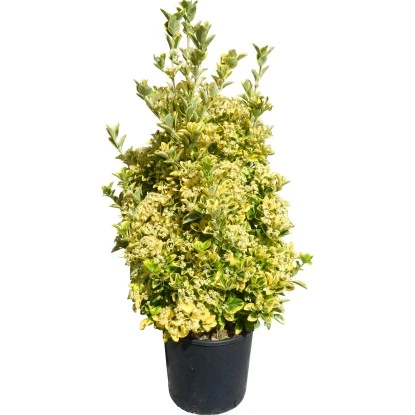 OBI Japanischer Spindelstrauch "Elegantissimus Aureus" Höhe Ca.90 Cm Topf Ca.18l 2 OBI Japanischer Spindelstrauch "Elegantissimus Aureus" Höhe Ca.90 Cm Topf Ca.18l – Bild 2