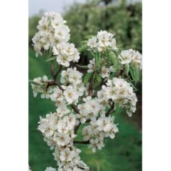 OBI Zwergbirne Höhe Ca. 60 - 80 Cm Topf Ca. 7,5 L Pyrus -Gardena Verkäufe 54 pyrus communis flower 2
