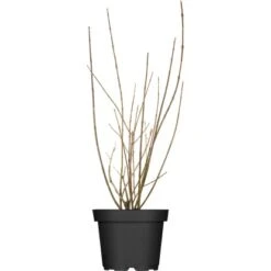 OBI Forsythie "Lynwood" Gelb Höhe Ca. 80 - 100 Cm Topf Ca. 9,5 L Forsythia