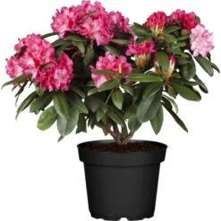 OBI Rhododendron Rot Höhe Ca. 60 - 80 Cm Topf Ca. 30 L Rhododendron Hybride
