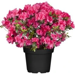 GROW By OBI Japanische Azalee "Canzonetta" Rot Höhe Ca.20 - 25 Cm Topf Ca. 4,6 L