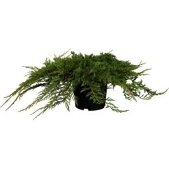Kriech-Wacholder "Prince Of Wales" Höhe 30 - 40 Cm Topf Ca. 5 L Juniperus