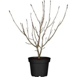 Apfelbeere Schwarz Topf Ca. 5 L Aronia Melanocarpa