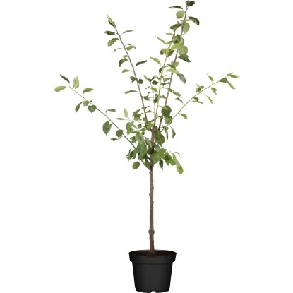 Patio Obst Pflaume "Ontario" Höhe Ca. 100 - 120 Cm Topf Ca. 5 L Prunus 1 Patio Obst Pflaume "Ontario" Höhe Ca. 100 - 120 Cm Topf Ca. 5 L Prunus
