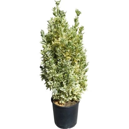 OBI Japanischer Spindelstrauch "Bravo" Höhe Ca. 90 Cm Topf Ca. 18 L Euonymus 3 OBI Japanischer Spindelstrauch "Bravo" Höhe Ca. 90 Cm Topf Ca. 18 L Euonymus – Bild 3