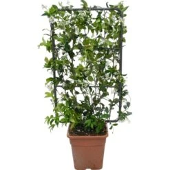 GROW By OBI Sternjasmin Höhe Ca. 90 Cm Topf Ca. 18 L Rhyncospermum Jasminoides -Gardena Verkäufe 621248 4104 1
