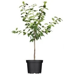 OBI Aprikose "Nancy" Orangegelb Höhe Ca. 120 - 140 Cm Topf Ca. 7 L Prunus