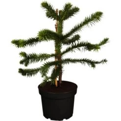 OBI Chilenische Schmucktanne Höhe Ca. 20 - 30 Cm Topf Ca. 3 L Araucaria