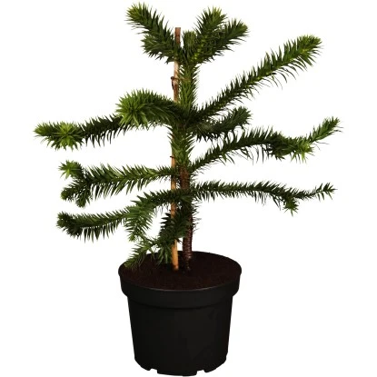OBI Chilenische Schmucktanne Höhe Ca. 20 - 30 Cm Topf Ca. 3 L Araucaria 1 OBI Chilenische Schmucktanne Höhe Ca. 20 - 30 Cm Topf Ca. 3 L Araucaria