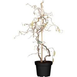 OBI Korkenzieherhasel "Contorta" Höhe Ca. 60 - 80 Cm Topf Ca. 4 L Corylus