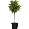 GROW By OBI Kugel-Sumpfeiche "Green Dwarf" Stamm Ca. 100 - 120 Cm Topf Ca. 12 L