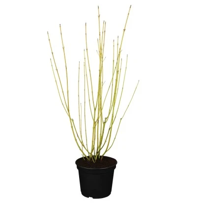 GROW By OBI Gelbholz-Hartriegel "Flaviramea" Höhe Ca. 60 - 80 Cm Topf Ca. 5 L 1 GROW By OBI Gelbholz-Hartriegel "Flaviramea" Höhe Ca. 60 - 80 Cm Topf Ca. 5 L