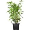 GROW By OBI Gefüllter Sternchenstrauch "Plena" Weiß Ca. 60 - 80 Cm Topf Ca. 5 L