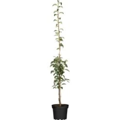 GROW By OBI Bio Säulenbirne Gelb/Rot Ca. 40-60 Cm Topf Ca. 7,5 L Pyrus Communis