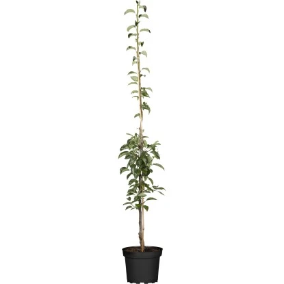 GROW By OBI Bio Säulenbirne Gelb/Rot Ca. 40-60 Cm Topf Ca. 7,5 L Pyrus Communis 1 GROW By OBI Bio Säulenbirne Gelb/Rot Ca. 40-60 Cm Topf Ca. 7,5 L Pyrus Communis