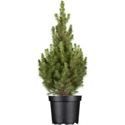 OBI Zuckerhutfichte "Conica" Höhe Ca. 50 - 60 Cm Topf Ca. 5 L Picea