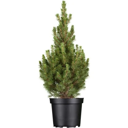 OBI Zuckerhutfichte "Conica" Höhe Ca. 50 - 60 Cm Topf Ca. 5 L Picea 1 OBI Zuckerhutfichte "Conica" Höhe Ca. 50 - 60 Cm Topf Ca. 5 L Picea
