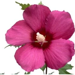 GROW By OBI Hibiskus "Flower Tower Ruby" Höhe Ca. 40 - 60 Cm Topf Ca. 6 L