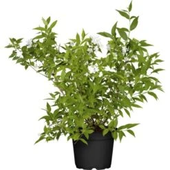 Zwerg-Maiblumenstrauch "Yuki Snowflake" Weiß Höhe Ca. 30 Cm - 40 Cm Topf Ca. 5 L