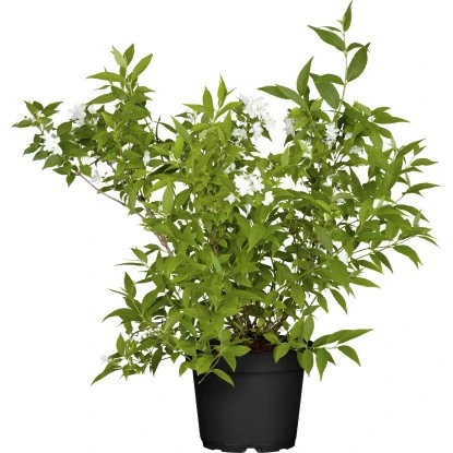 Zwerg-Maiblumenstrauch "Yuki Snowflake" Weiß Höhe Ca. 30 Cm - 40 Cm Topf Ca. 5 L 1 Zwerg-Maiblumenstrauch "Yuki Snowflake" Weiß Höhe Ca. 30 Cm - 40 Cm Topf Ca. 5 L