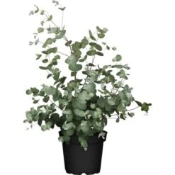 Eukalyptus "Silbertropfen" Höhe Ca. 25 - 30 Cm Topf Ca. 3 L Eucalyptus Gunnii