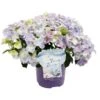 Hortensie "French Bolero" Höhe Ca. 20 - 30 Cm Topf Ca. 3,5 L Hydrangea Hybride