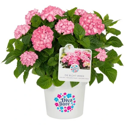 GROW By OBI Bauernhortensie "Diva Fiore" Rosa Ca. 30 Cm - 40 Cm 1 GROW By OBI Bauernhortensie "Diva Fiore" Rosa Ca. 30 Cm - 40 Cm