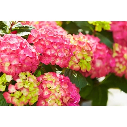 GROW By OBI Bauernhortensie "Diva Fiore" Rosa Ca. 30 Cm - 40 Cm 2 GROW By OBI Bauernhortensie "Diva Fiore" Rosa Ca. 30 Cm - 40 Cm – Bild 2