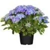 Bauernhortensie "Flair & Flavour Marshmallow" Blau Höhe 30 - 40 Cm Topf 5 L