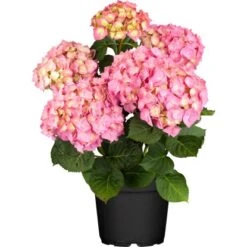 Bauernhortensie "Flair & Flavour Strawberry" Pink Höhe 30 - 40cm Topf Ca. 5 L