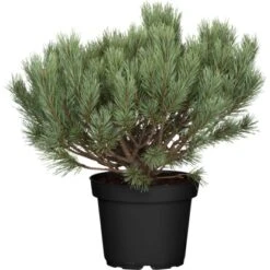Strauch-Wald-Kiefer "Watereri" Höhe Ca. 50 - 60 Cm Topf Ca 25 LPinus