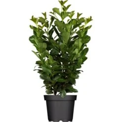 Kirschlorbeer "Obelisk" Höhe Ca. 60 - 80 Cm Topf Ca. 7 L Prunus Laurocerasus