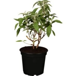 Sommerflieder "Berries And Cream" Höhe Ca. 50 - 60 Cm Topf Ca. 4,6 L Buddleja