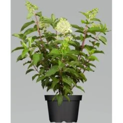 Gardena Verkäufe -Gardena Verkäufe 825614