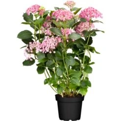 Ballhortensie "Pink Annabelle" Rosa Höhe Ca. 30 - 40 Cm Topf Ca. 4,6 L