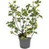 GROW By OBI Feigen Busch Firoma Höhe Ca. 42 Cm Topf 6 L Ficus Carica