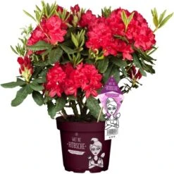 Rhododendron "Wat Ne Hübsche" Höhe Ca. 30-40 Cm Topf Ca. 5 L Rhododendron