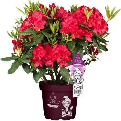 Rhododendron "Wat Ne Hübsche" Höhe Ca. 30-40 Cm Topf Ca. 5 L Rhododendron 1 Rhododendron "Wat Ne Hübsche" Höhe Ca. 30-40 Cm Topf Ca. 5 L Rhododendron