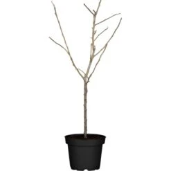 Apfel "Florina" Rot Höhe Ca. 100 - 120 Cm Topf Ca. 7,5 L Malus Domestica