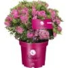 Zwerg-Rhododendron Bloombux® Magenta Höhe Ca. 20 - 30 Cm Topf Ca. 5 L