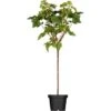 GROW By OBI Bio Johannisbeere Schwarz Höhe Ca. 60 - 80 Cm Ribes Nigrum